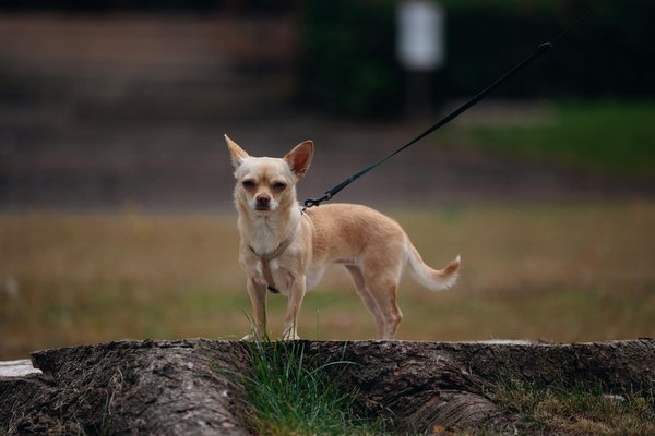 L'asthme professionnel : comprendre et prévenir